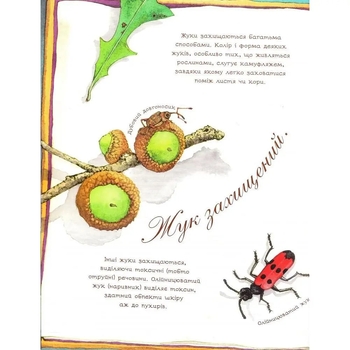 Арт-енциклопедія для дітей. Жук полохливий - Астон Гуттс Діанна - Pampik - 4