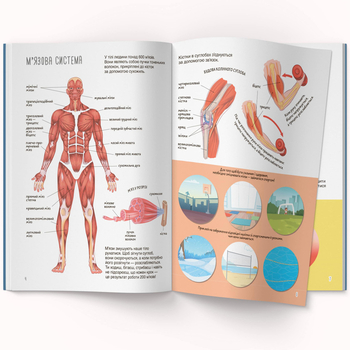 Книжка з наліпками. Тіло людини (F00027785) - Pampik - 2