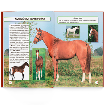 Фотоенциклопедія. Світ навколо нас. Коні (F00021087) - Pampik - 10