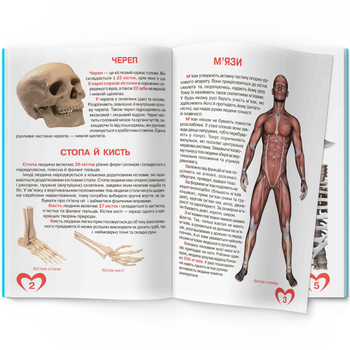 Світ навколо нас. Велика книжка. Анатомія людини (F00014783) - Pampik - 3