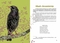 Вусохвості й лапокрилі. Читанка про тварин - Верховень В.М. - Pampik - 5