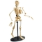 Набір для досліджень Edu-Toys Модель скелета людини збірна 24 см (SK057) - Pampik - 2