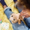 Інтерактивна іграшка Furreal Friends Newborns Цуценятко (28074) - Pampik - 9