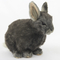 М'яка іграшка Hansa Кролик карликовий сірий, 18 см (8129) - Pampik - 2