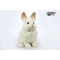 М'яка іграшка Hansa Сніжний кролик, 25 см (7707) - Pampik - 2