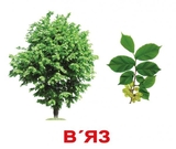 Картки Домана Вундеркінд з пелюшок Дерева з фактами (українська) - Pampik - 2