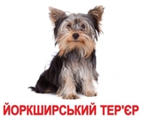 Карточки Домана Вундеркинд с пеленок "Породы собак" с фактами (украинский) - Pampik - 2