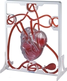 Конструктор анатомічний Miniland Пульсуюче серце людини (99048) - Pampik