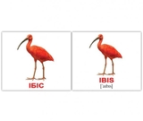 Картки Домана Вундеркінд з пелюшок Птахи/Birds, 8х10 см, 40 шт., укр., англ. (2100064455315) - Pampik - 2