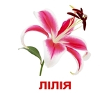 Набір ламінованих карток Домана Вундеркінд з пелюшок Квіти, укр. мова (2100064099991) - Pampik - 3