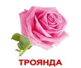 Набір ламінованих карток Домана Вундеркінд з пелюшок Квіти, укр. мова (2100064099991) - Pampik - 2