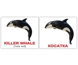 Мини-карточки Домана Вундеркинд с пеленок Водяні тварини/Water animals, украинско-английский (2100065155313) - Pampik - 2