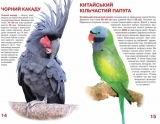 Велика книжка. Папуги (F00010905) - Pampik - 3