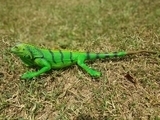 Фігурка Lanka Novelties Ігуана зелена, 51 см (21390) - Pampik - 2