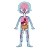 Пазл навчальний Janod Тіло людини (J02681) - Pampik - 4