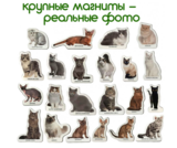 Магнітний набір Magdum Magnetic set Breeds of cats (ML4031-13 EN) - Pampik - 4