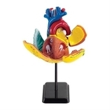 Набір для досліджень Edu-Toys Модель серця людини збірна, 14 см (SK009) - Pampik - 2