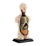 Набір для досліджень Edu-Toys Модель тулуба людини збірна, 12,7 см (SK008) - Pampik