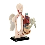 Набір для досліджень Edu-Toys Модель тулуба людини збірна, 12,7 см (SK008) - Pampik - 2