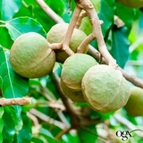 Масло-спрей для волосся OGX, зволожувальний з олією гавайського горіха, 118 мл - Pampik - 10