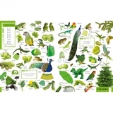 500 перших слів Вивчаємо кольори розвиваємо увагу - Жученко М.С. - Pampik - 2