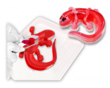 Розвиваючий набір Joker Slimy Lab Анатомія тварин - Саламандра (38071) - Pampik - 3