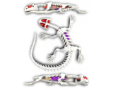 Розвиваючий набір Joker Slimy Lab Анатомія тварин - Саламандра (38071) - Pampik - 2