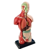 Анатомічна модель людини Edu-Toys збірна, 27 см (MK027) - Pampik