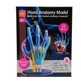 Модель руки Edu-Toys збірна, 16,5 см (SK058) - Pampik - 3