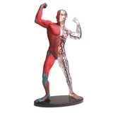 Модель м'язів та скелета людини Edu-Toys збірна, 19 см (SK056) - Pampik