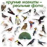 Набір магнітів Magdum Птахи Фото (ML4031-30 EN) - Pampik - 4