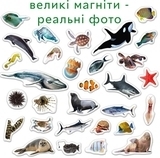 Набір магнітів Magdum Морські фото (ML4031-28 EN) - Pampik - 4