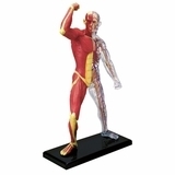 Об'ємна модель 4D Master М'язи та скелет людини, 46 деталей (FM-626010) - Pampik - 2