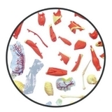 Об'ємна модель 4D Master М'язи та скелет людини, 46 деталей (FM-626010) - Pampik - 4