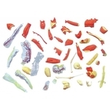 Об'ємна модель 4D Master М'язи та скелет людини, 46 деталей (FM-626010) - Pampik - 3