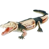 Объемная модель 4D Master Крокодил, 26 деталей (FM-622034) - Pampik - 2