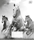 Набір зошитів Interdruk Premium Horses, клітина, 12 аркушів, 8 шт. (298546-8) - Pampik - 5