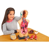 Набор для исследований Edu-Toys Анатомическая модель человека сборная 27 см (MK027) - Pampik - 4