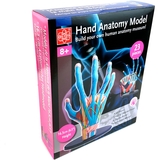Набор для исследований Edu-Toys Модель руки сборная 16.5 см (SK058) - Pampik - 4