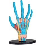 Набор для исследований Edu-Toys Модель руки сборная 16.5 см (SK058) - Pampik