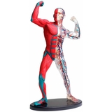 Набор для исследований Edu-Toys Модель мышц и скелета человека сборная 19 см (SK056) - Pampik