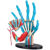 Набор для исследований Edu-Toys Модель руки сборная 16.5 см (SK058) - Pampik - 2