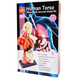 Набор для исследований Edu-Toys Анатомическая модель человека сборная 27 см (MK027) - Pampik - 3