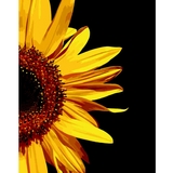 Картина за номерами ZiBi Art Line Промені соняху 40х50 см (ZB.64142) - Pampik