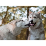 Картина по номерам ArtCraft Больше чем дружба 40x50 см (11605-AC) - Pampik