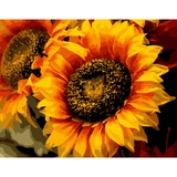 Картина за номерами ArtCraft Шпигун сонця 40x50 см (13106-AC) - Pampik