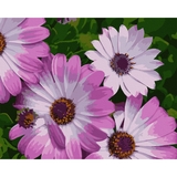 Картина по номерам ArtCraft Африканские ромашки 40x50 см (13113-AC) - Pampik