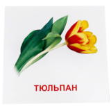 Карточки мини Зірка Квіти 11х11 см - Pampik - 5