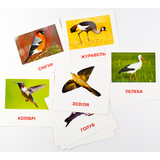 Картки міні Зірка Птахи 11х11 см (286288) - Pampik - 2