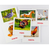 Картки міні Зірка Домашні тварини 11х11 см (286283) - Pampik - 2